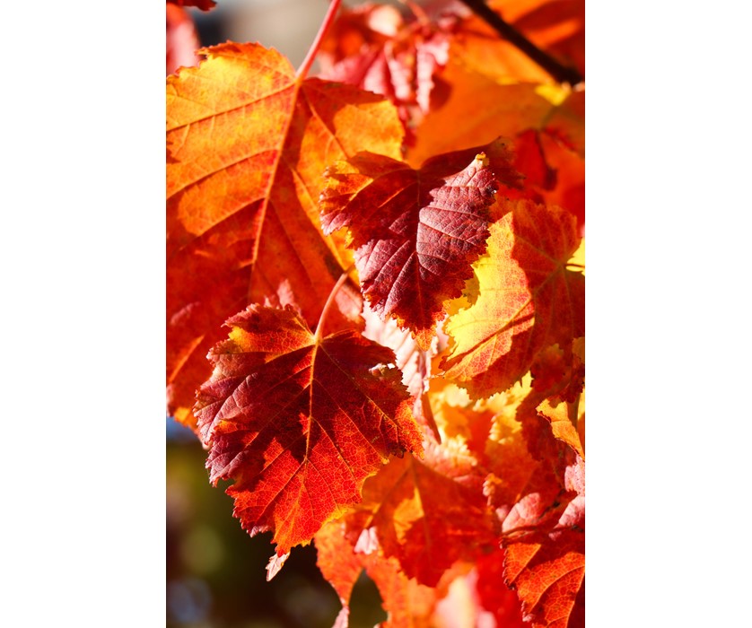 Hot Wings Tatarian Maple